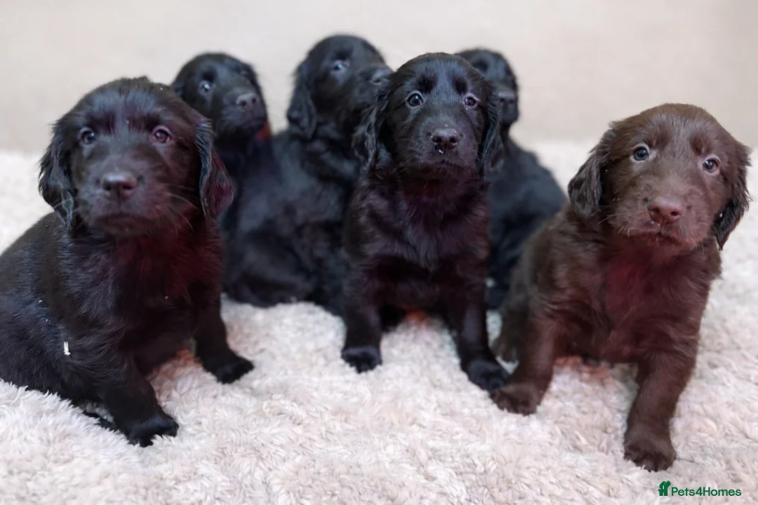 Flat coated Retriever dogs for sale: KC Flat Coated Retriever puppies  - Advert 7