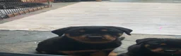 Rottweiler dogs for sale: Rottweiler puppies - Advert 2