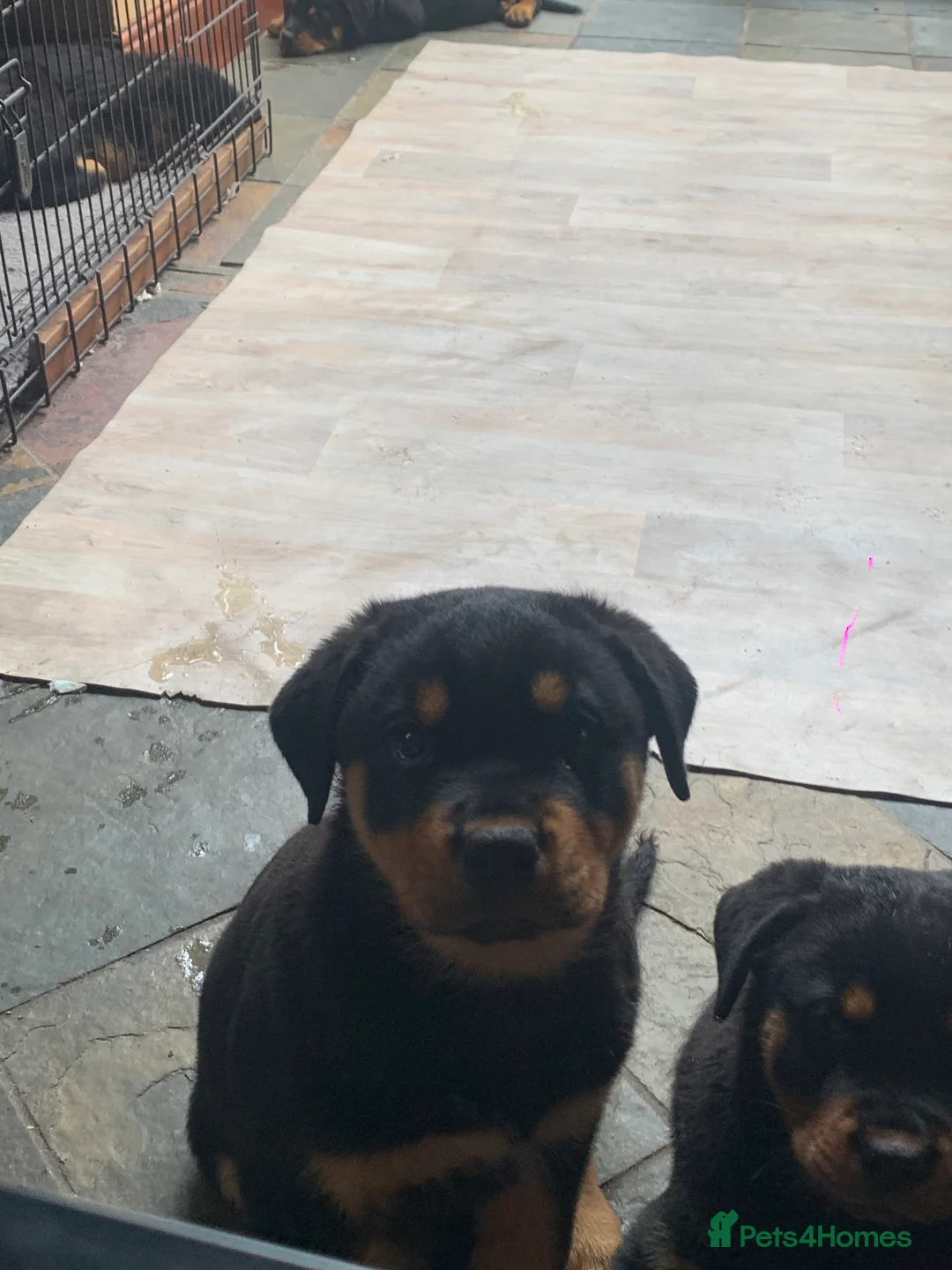 Rottweiler dogs for sale: Rottweiler puppies - Advert 2