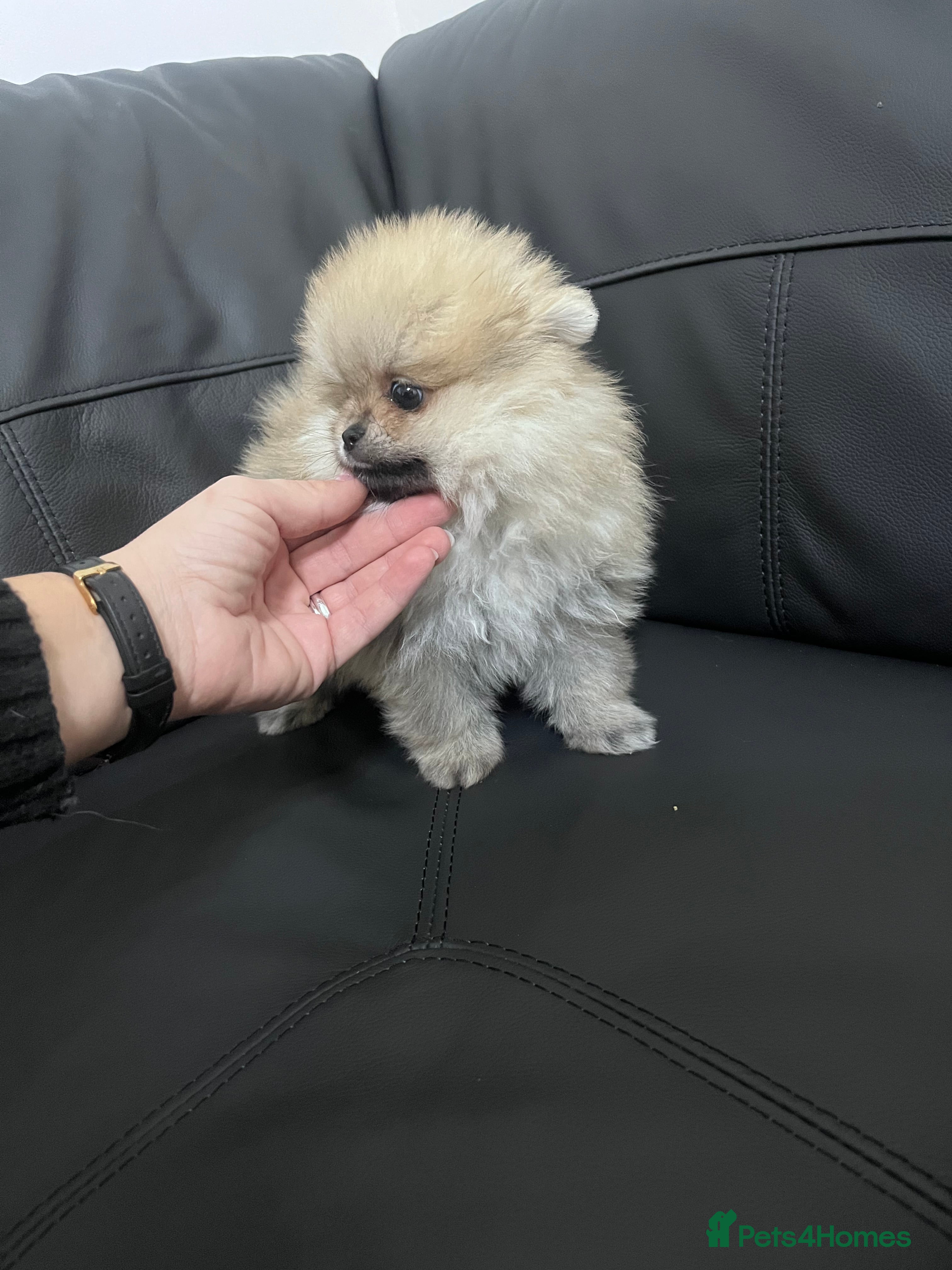 Pomeranian dogs 🔥🔝 Quality 🏆Championship 🧸Teddy Bears - Advert 2