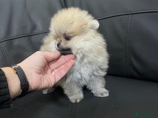 Pomeranian dogs 🔥🔝 Quality 🏆Championship 🧸Teddy Bears - Advert 2