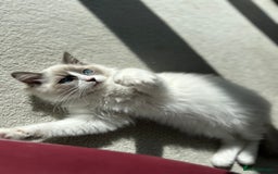 Ragdoll cats for sale: 💙LAST MALE 💙GCCF Registered Ragdoll Kittens🐾 in Taunton - Image 4