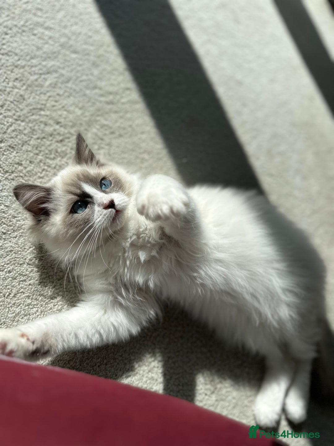 Ragdoll cats for sale: 💙LAST MALE 💙GCCF Registered Ragdoll Kittens🐾 in Taunton - Image 4