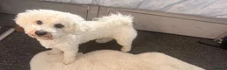 Bichon Frise dogs for stud: Bichon Frise for stud - Advert 4