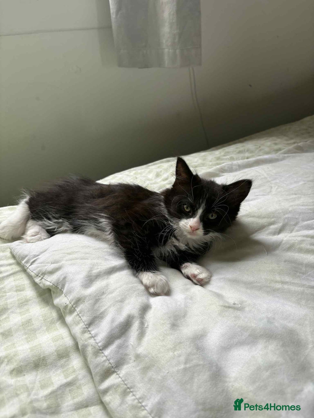 Persian cats for sale: Half persian kitten - Image 2