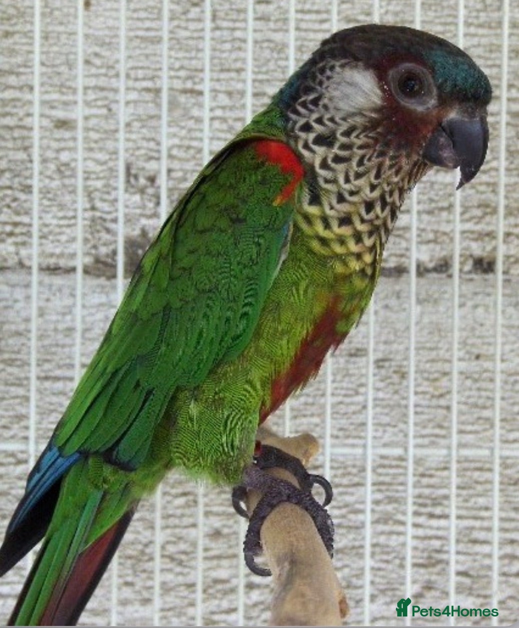 Conures birds Rare Painted Conures - Advert 1
