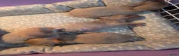 Chihuahua dogs for sale: 4 beauitful chihuahua puppies in Grimsby - Advert 7