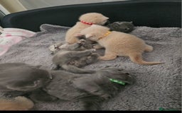 British Shorthair cats for sale: Pretty British shorthair  - Image 19