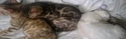Mixed Breed cats for sale: Beautiful Part Bengal Kittens  - Advert 4