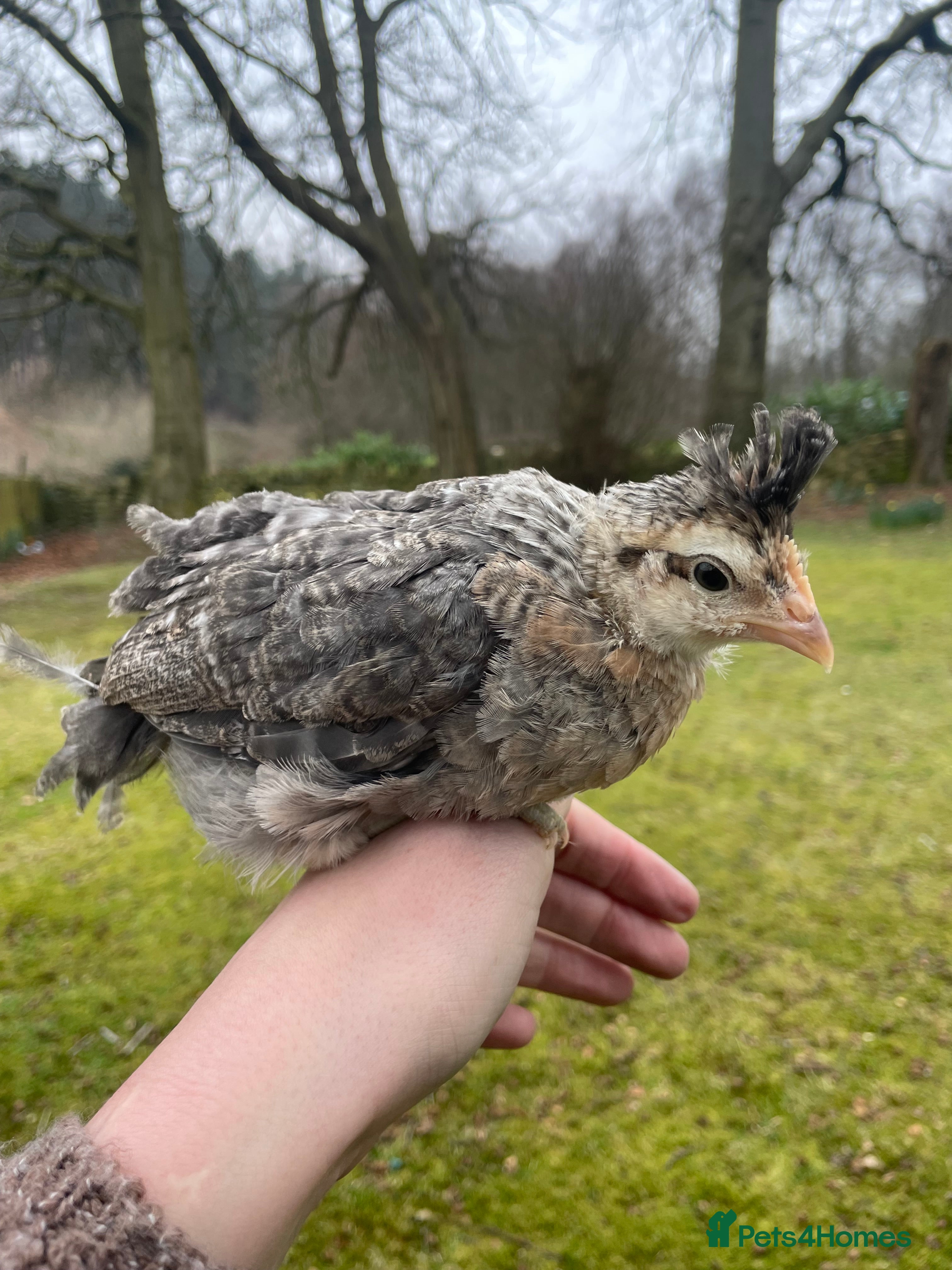 Chickens poultry Female cream legbars  - Advert 7