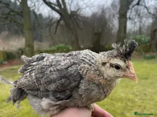 Chickens poultry Female cream legbars - Advert 12