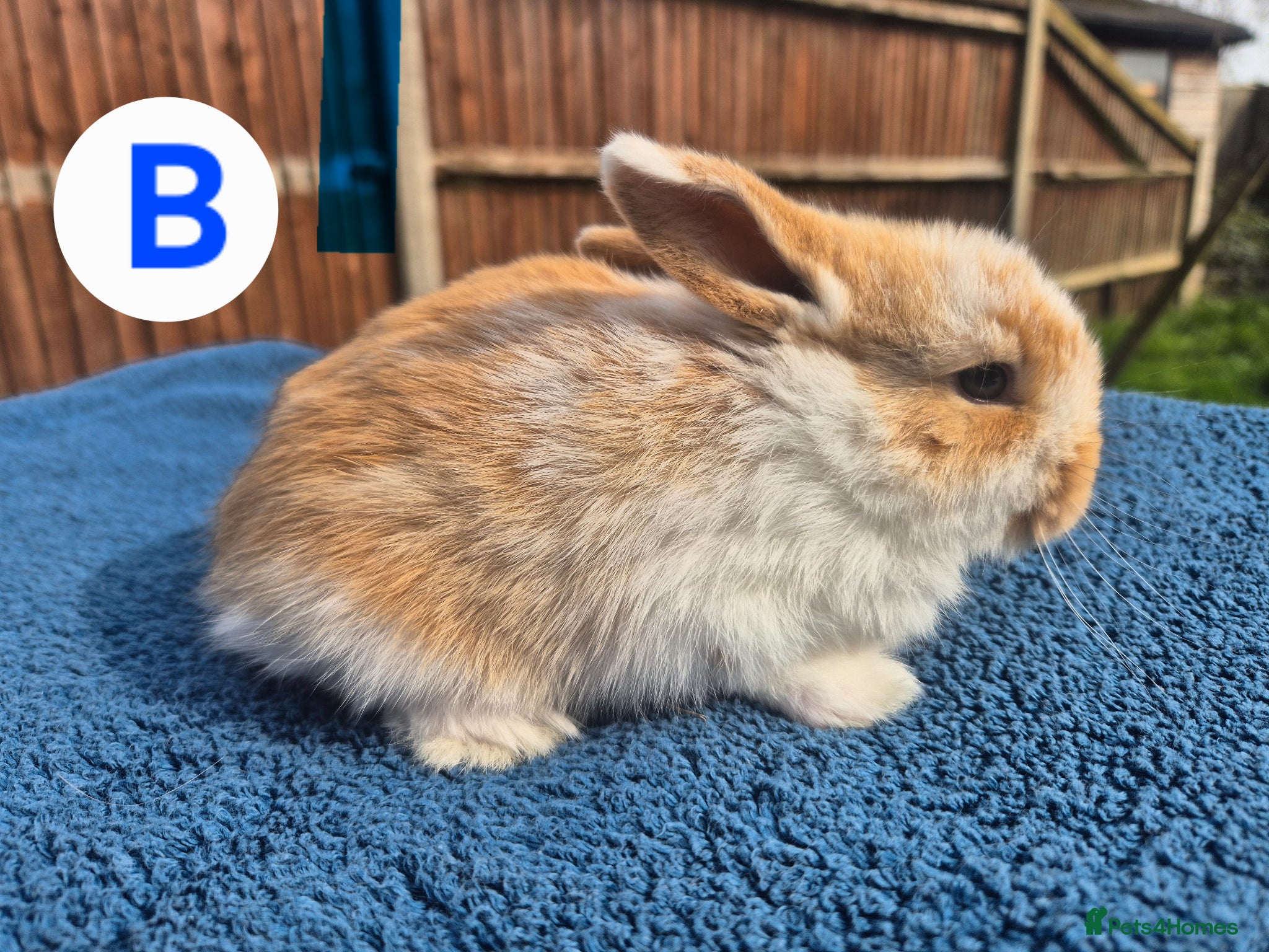 Mini Lop rabbits 3 x litters of gorgeous mini lop babies - Advert 1