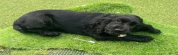 Cocker Spaniel dogs for sale: Cocker spaniel  - Advert 8