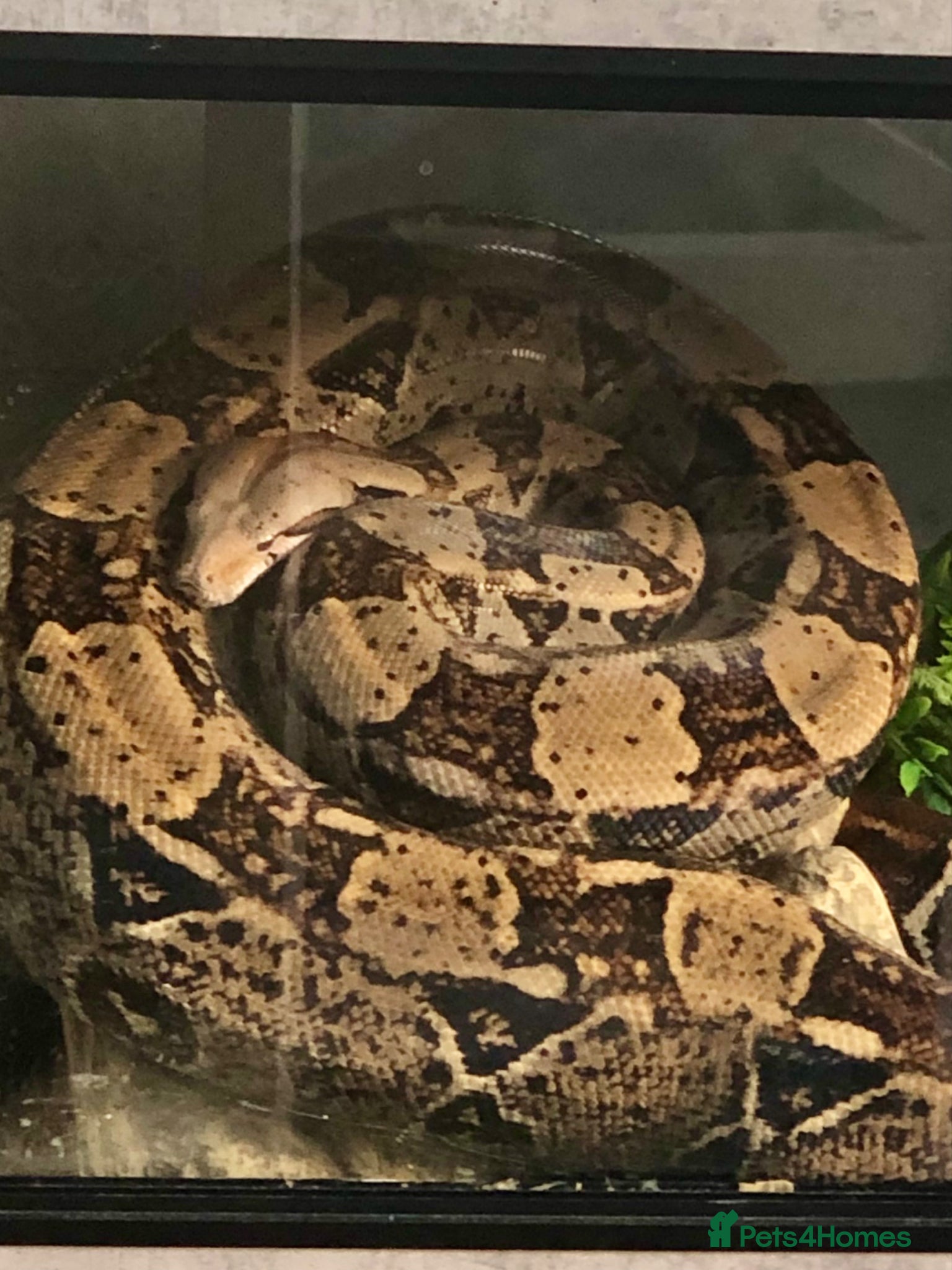 Boa Snake reptiles Common Boa constrictor  - Advert 1