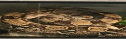 Boa Snake reptiles for sale: Common Boa constrictor  in Minehead - Advert 1