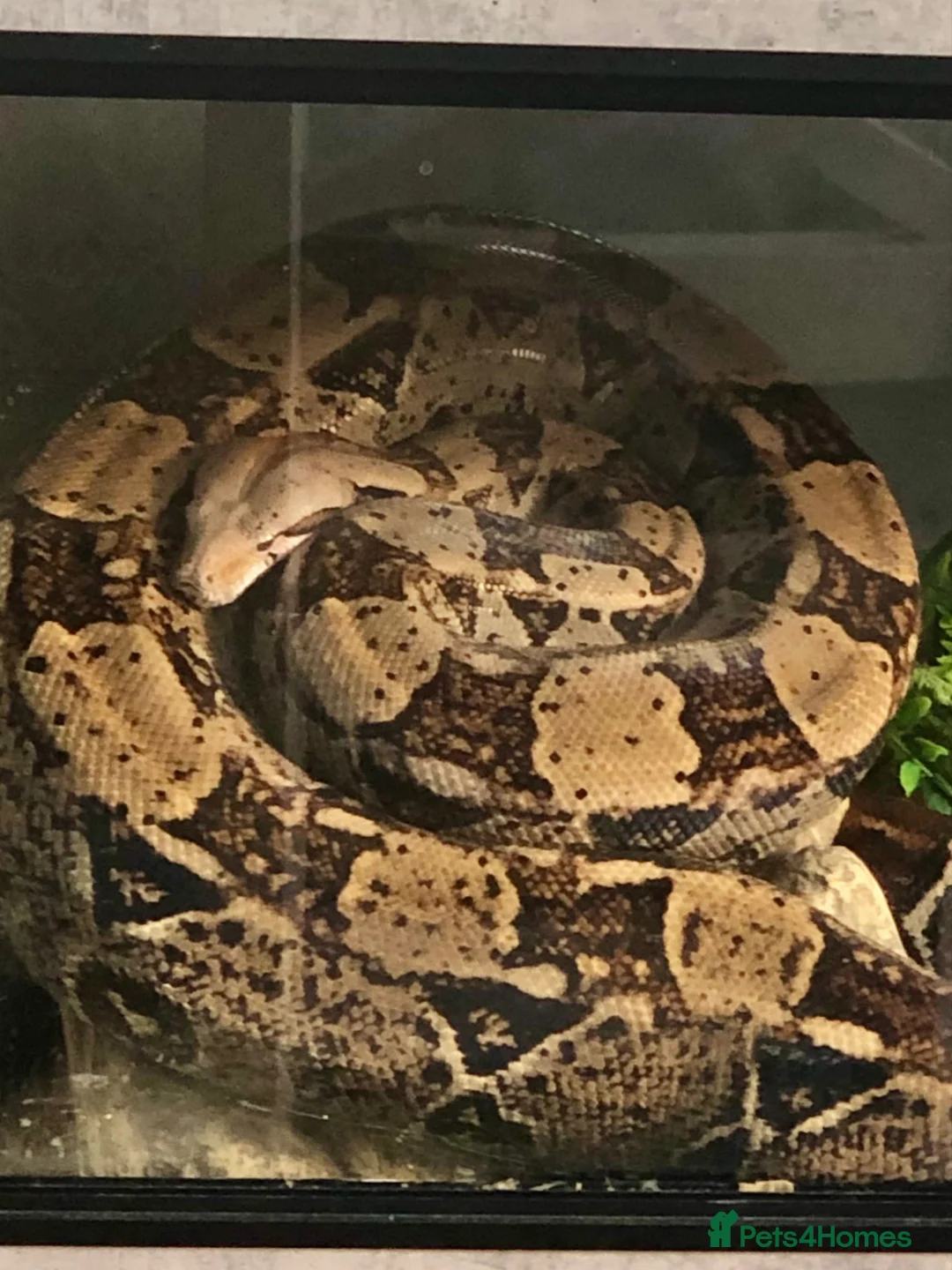 Boa Snake reptiles for sale: Common Boa constrictor  in Minehead - Advert 1