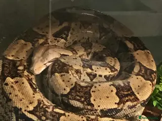 Boa Snake reptiles Common Boa constrictor - Advert 2