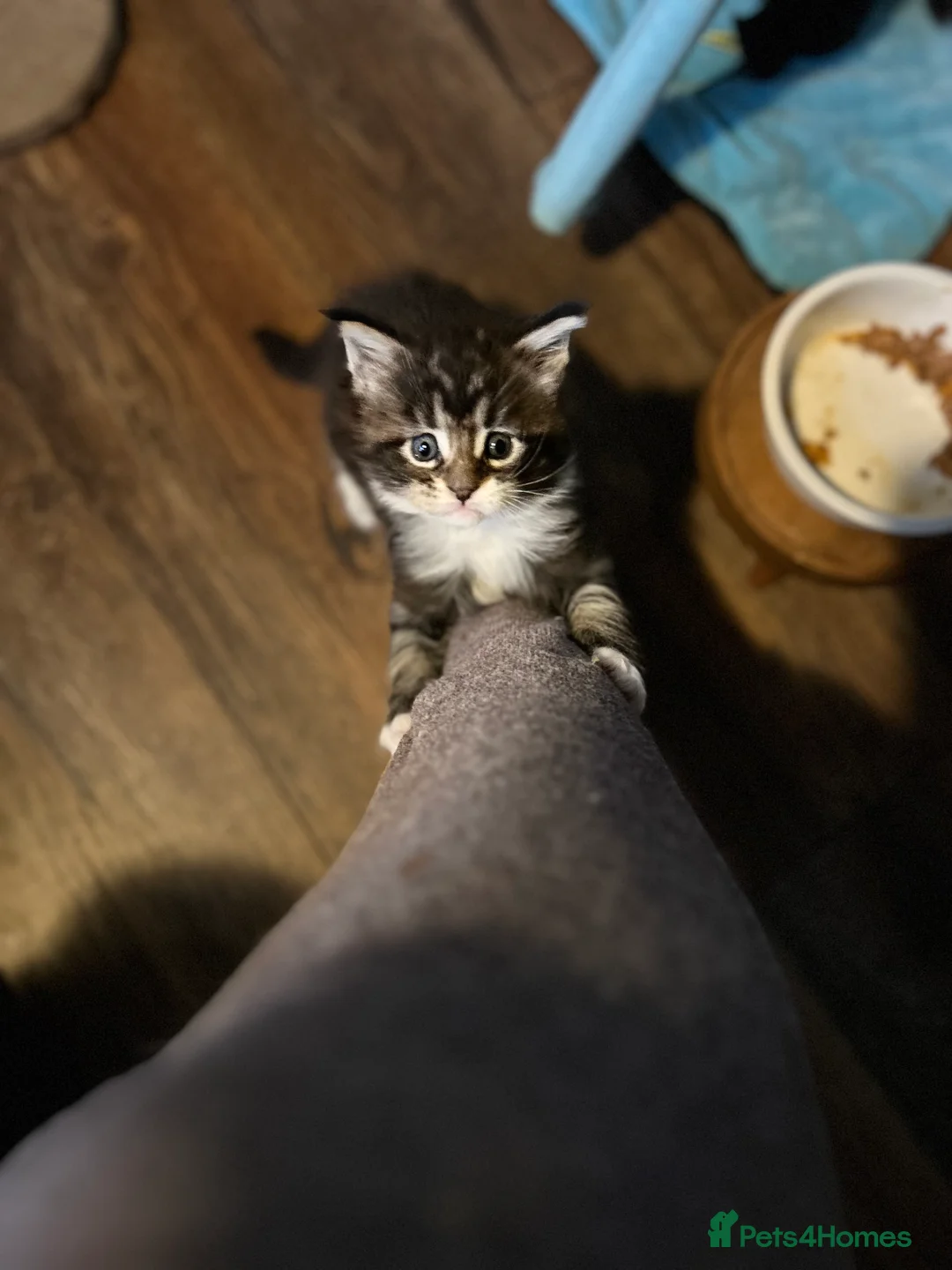 Maine Coon cats for sale: Last  2 Mainecoons kittens. left both boys  - Advert 3