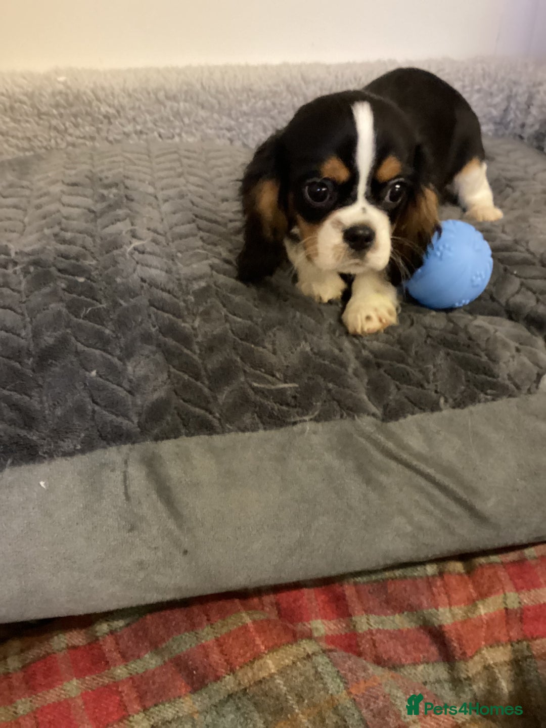 Cavalier King Charles Spaniel dogs for sale: Cavalier King Charles  - Advert 4
