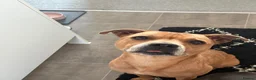 Staffordshire Bull Terrier dogs for sale: Misha - Advert 4