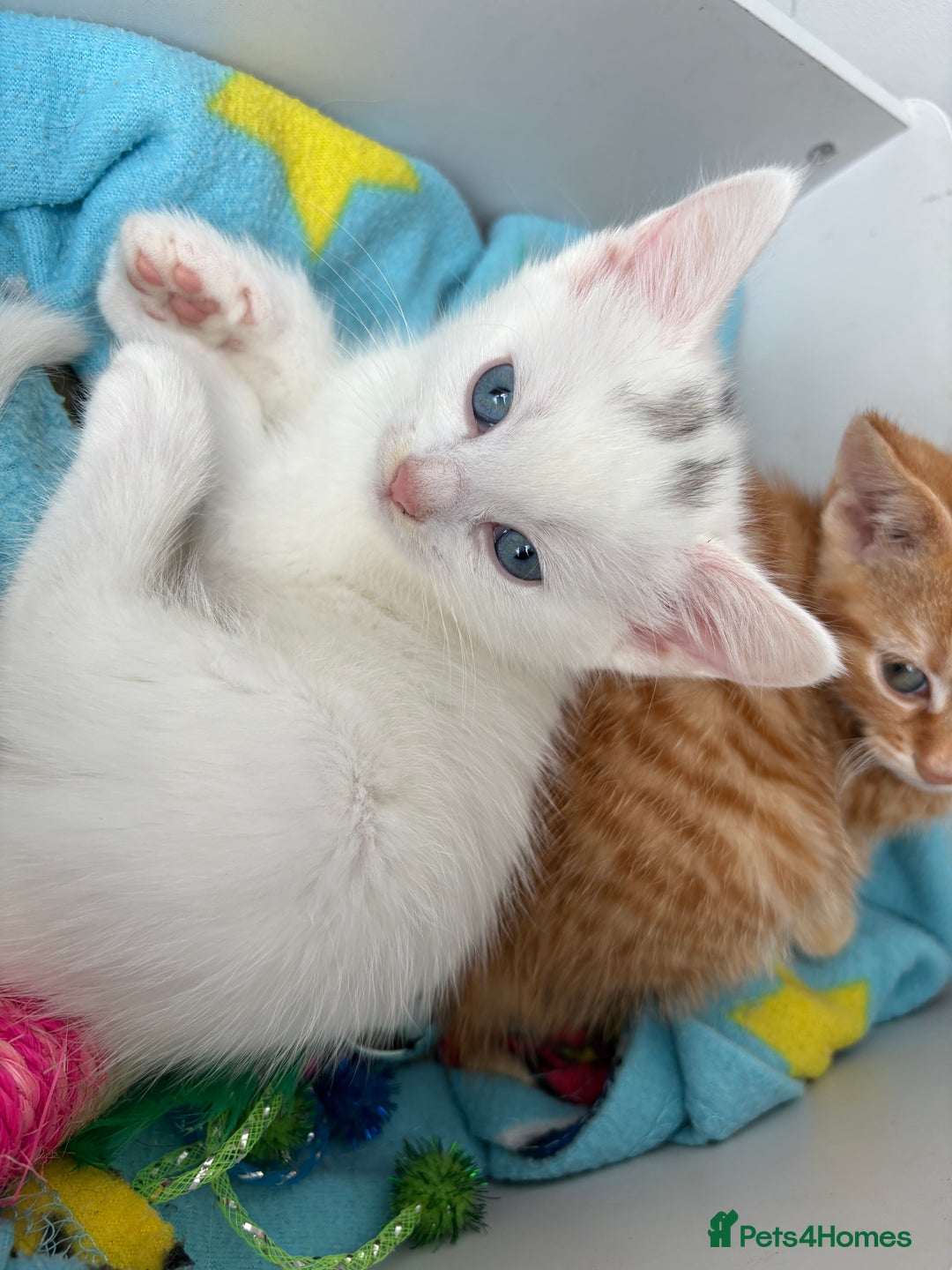 Domestic Shorthair cats for sale: Kittens looking for forever home.  - Image 34