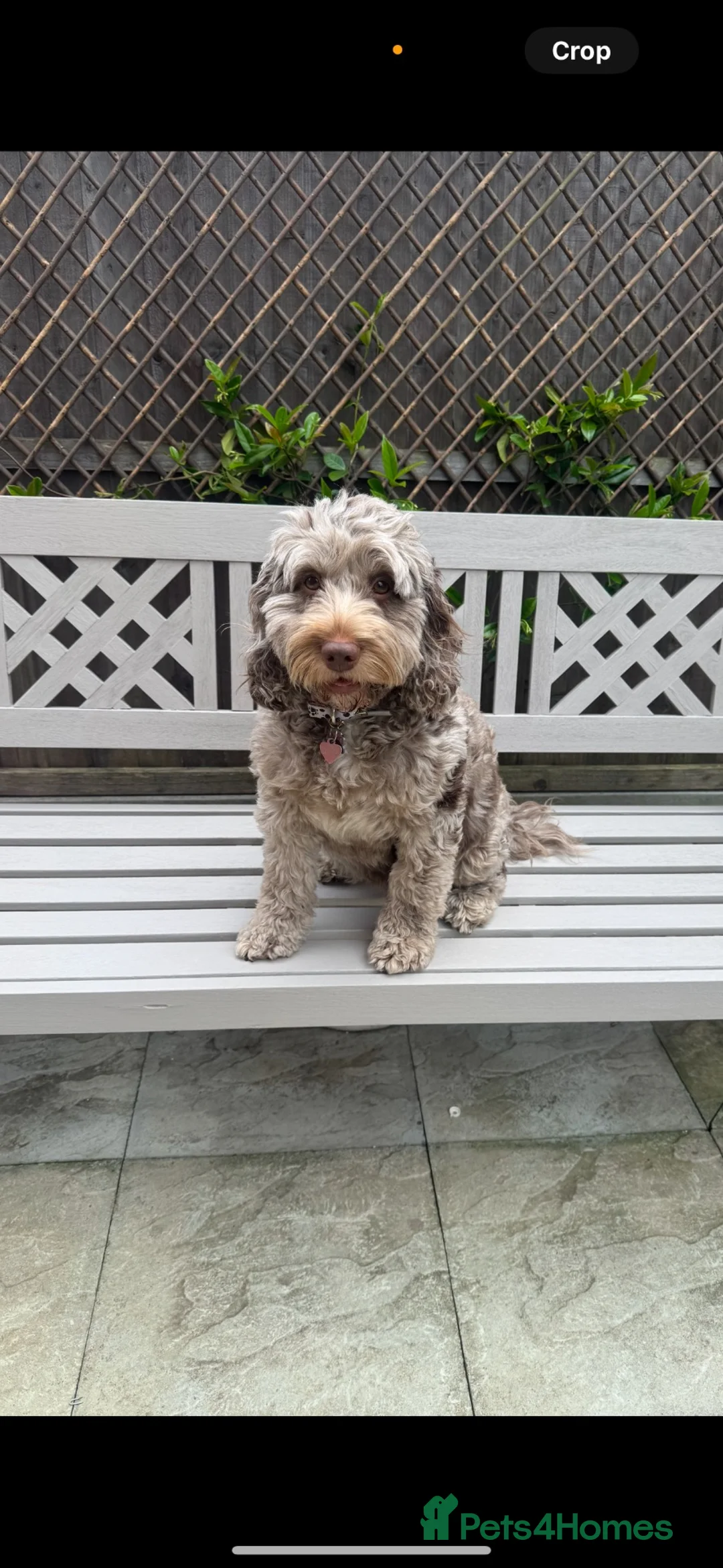 Cockapoo dogs for sale: F2 Merle apricot red and white Cockapoo puppies ❤️ in Godalming - Advert 2