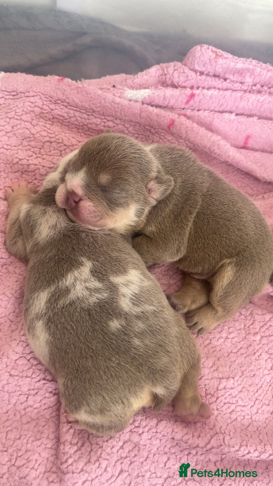 English Bulldog dogs for sale: English Bulldogs  - Image 3