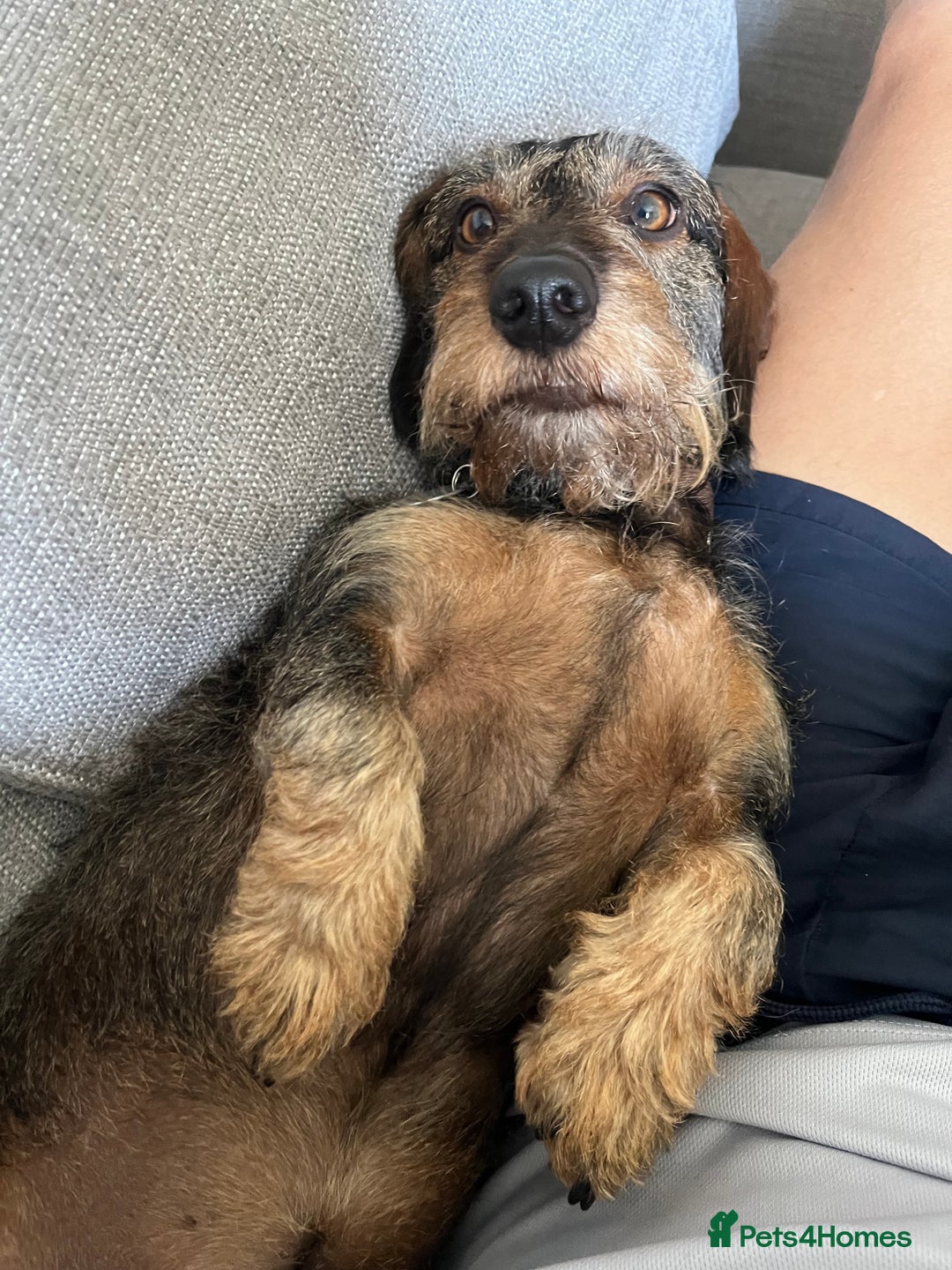 Miniature Dachshund dogs for stud: Looking for wife! Mini Wirehaired Dachshund - Image 2