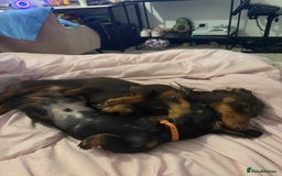 Miniature Dachshund dogs for sale: 7 miniature dachshunds for sale  - Advert 12