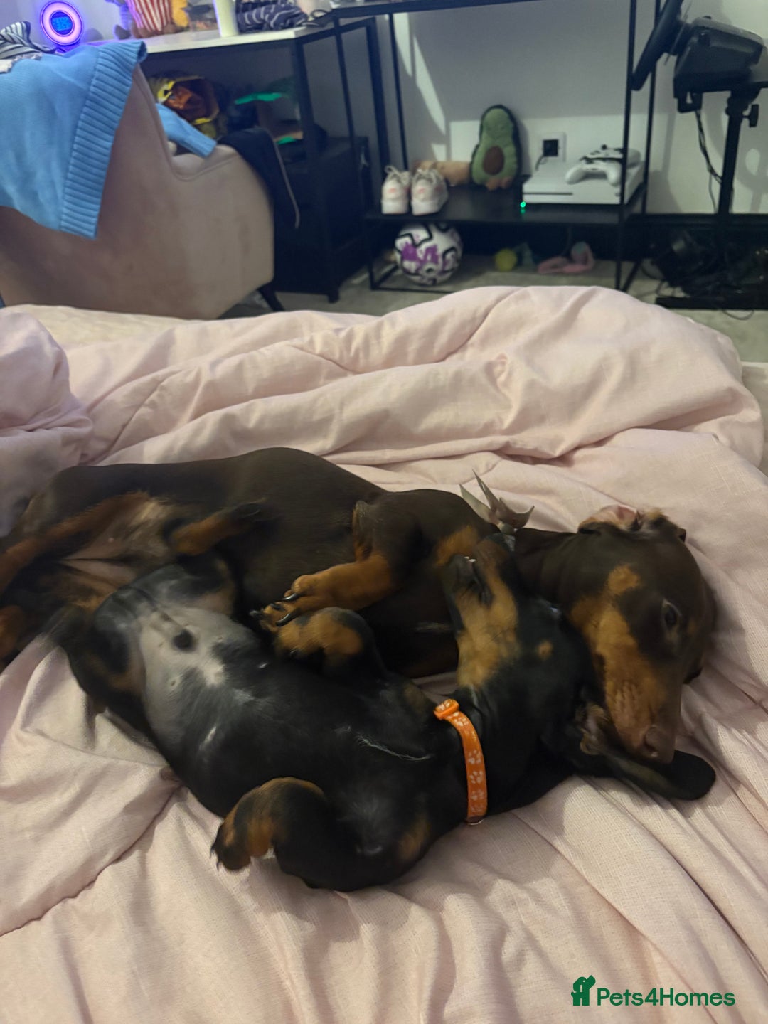 Miniature Dachshund dogs for sale: 7 miniature dachshunds for sale  - Advert 12