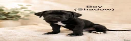 Cane Corso dogs for sale: Cane corso pups - Advert 2