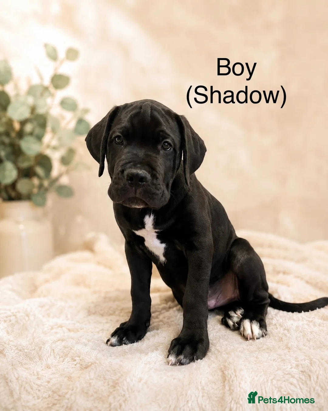Cane Corso dogs for sale: Cane corso pups - Advert 2