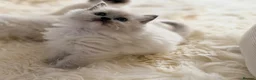 Ragdoll cats for sale: Beautiful kittens from Champion lines TICA  - Advert 1