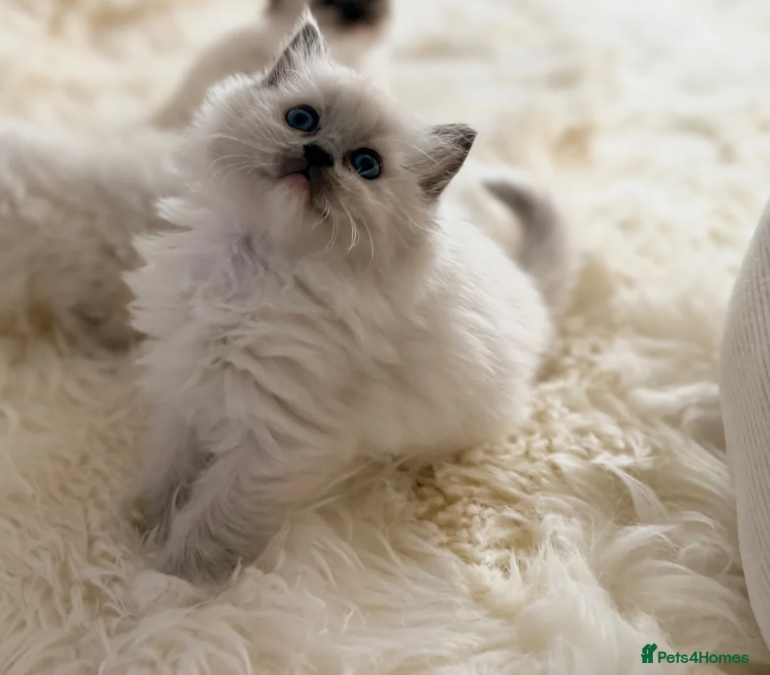 Ragdoll cats for sale: Beautiful kittens from Champion lines TICA  - Advert 1