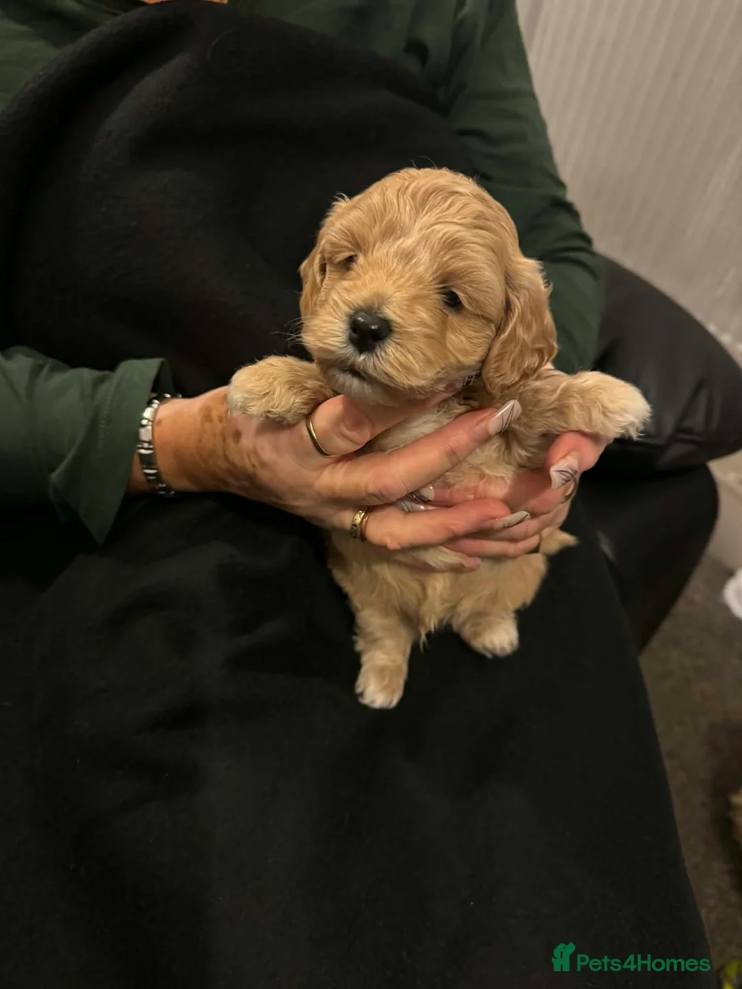 Lhasapoo dogs for sale: Lhasapoo puppies - Advert 6