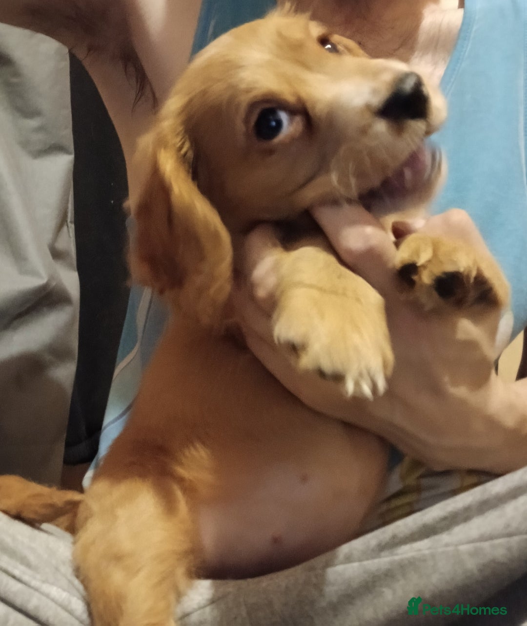 Cocker Spaniel dogs for sale: 2 cocker spaniel puppies left  - Advert 5