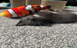 British Longhair cats for sale: Honey’s Kittens!  - Image 20