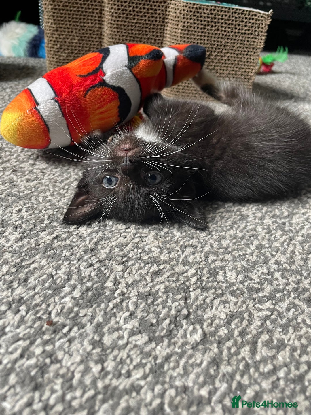 British Longhair cats for sale: Honey’s Kittens!  - Image 20