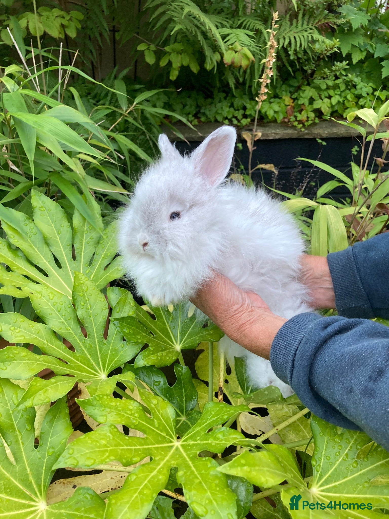 Angora rabbits Stunning Angora rabbit for sale - Advert 3
