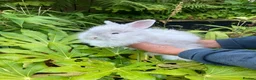 Angora rabbits for sale: Stunning Angora rabbit for sale - Advert 1