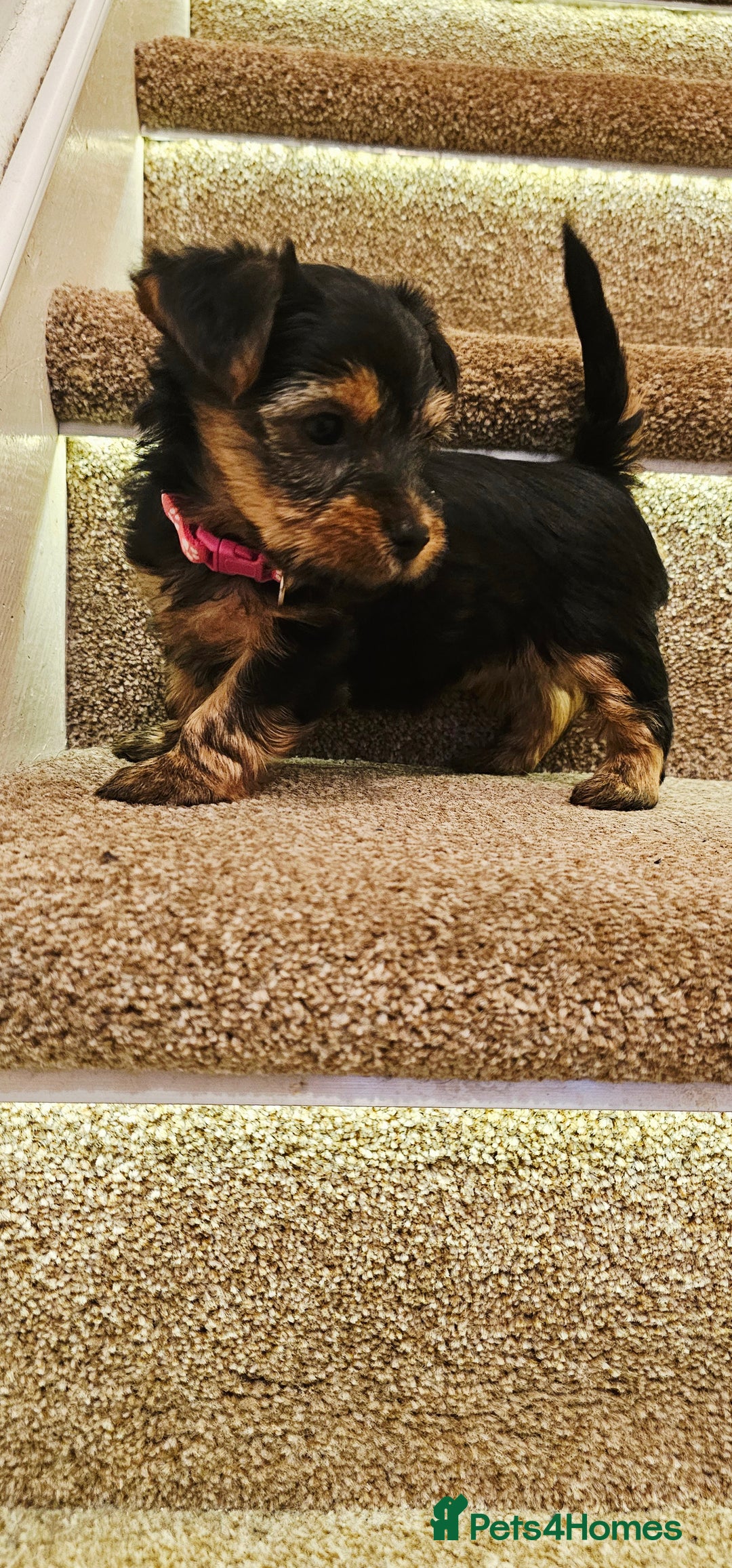 Yorkshire Terrier dogs for sale: Yorkshire Terrier puppies - Advert 26