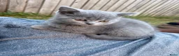 British Shorthair cats for sale: Blue male British shorthair brothers in Blackburn - Advert 30
