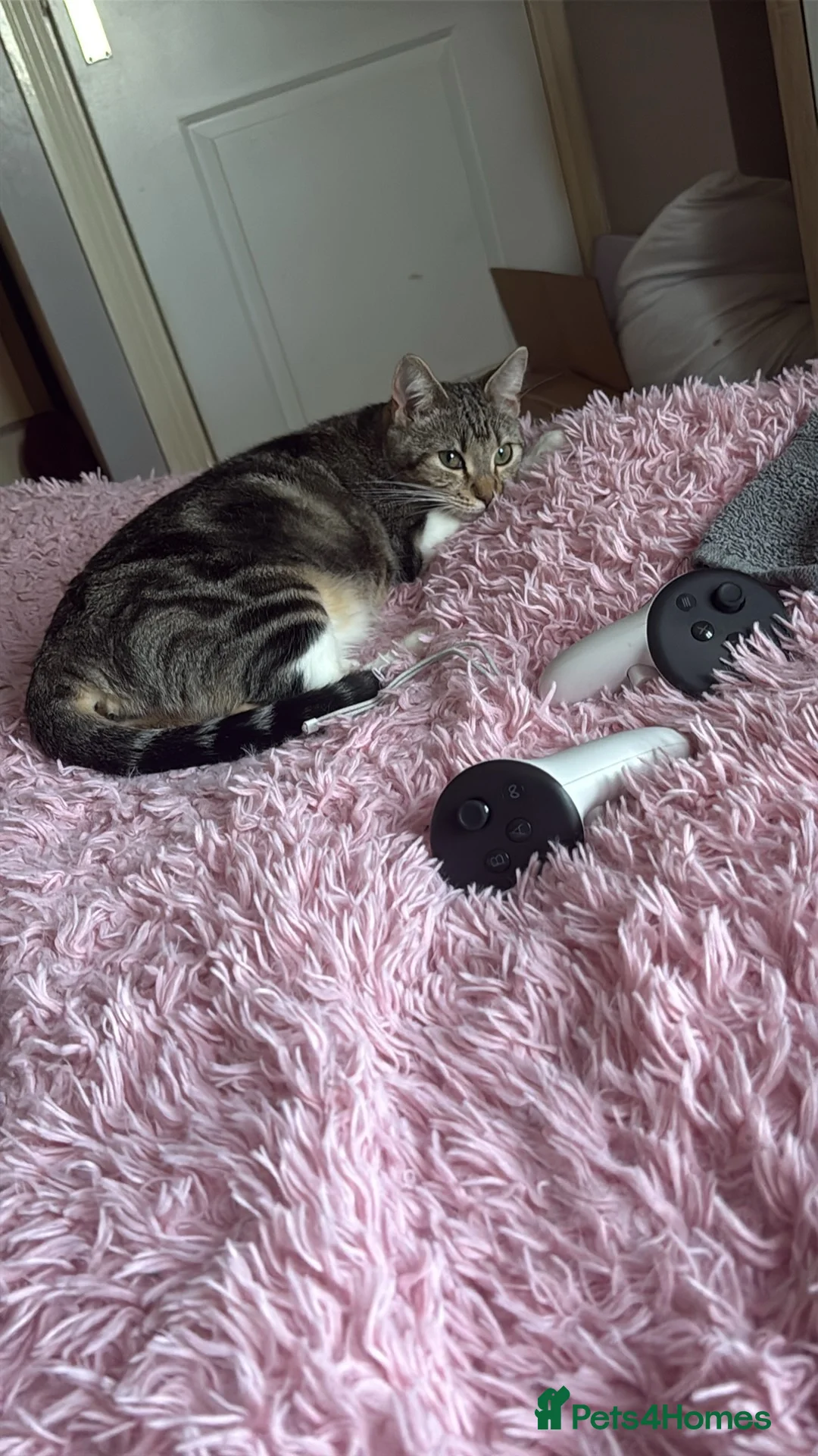 British Shorthair cats for sale: Female white tabby kitten - Advert 1