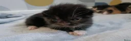 British Shorthair cats for sale: 5 beautiful kittens distinctive markings - Advert 11