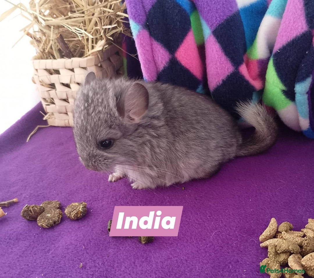 Chinchilla rodents for sale: Baby Royal Persian Angora (RPA /RPAc) Chinchillas - Image 5