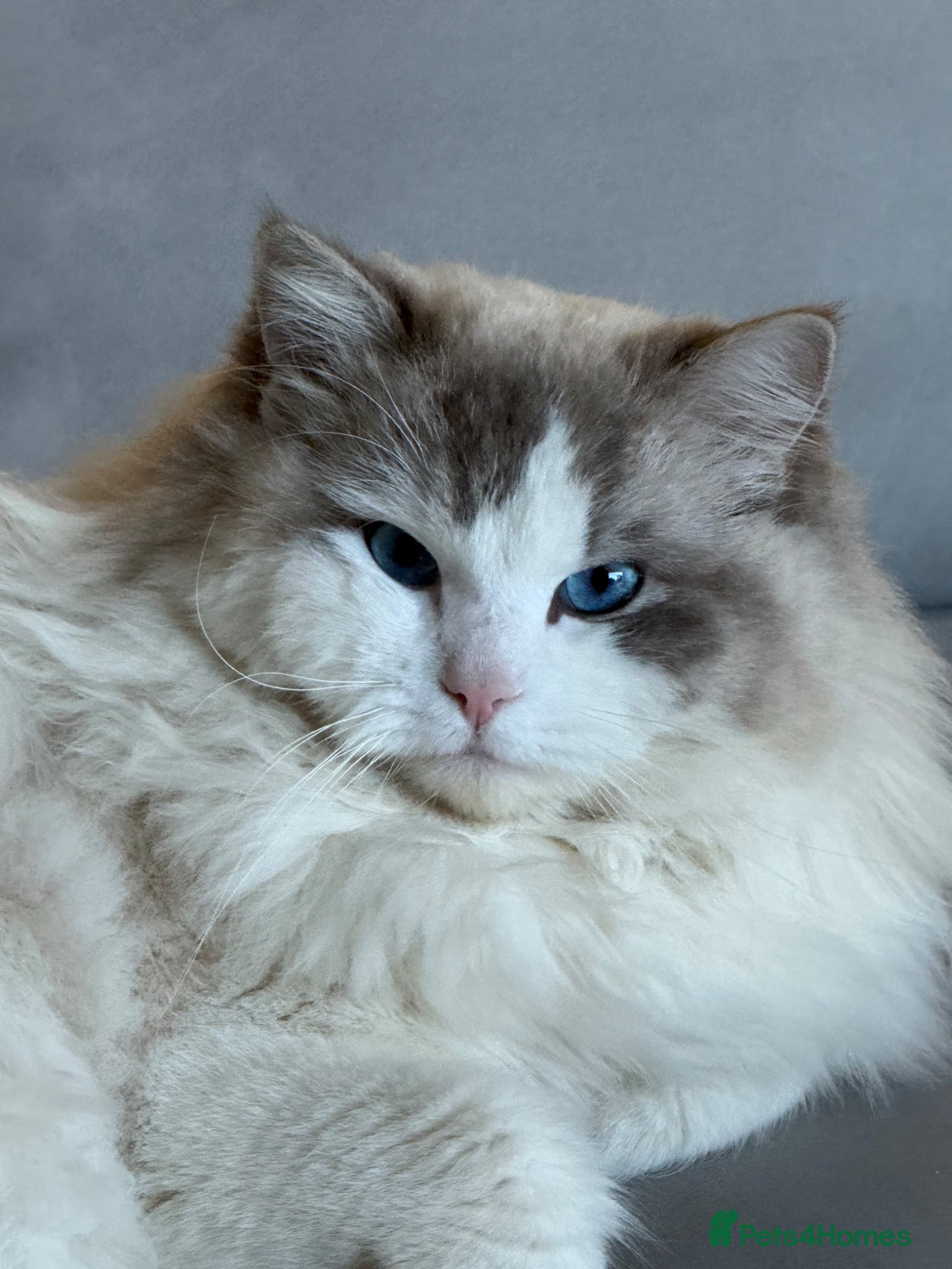Ragdoll cats for sale: Adorable ragdoll for sale - Advert 1