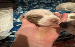 Mixed Breed dogs for sale: Staffy x shar pei female pups 3 - Image 11