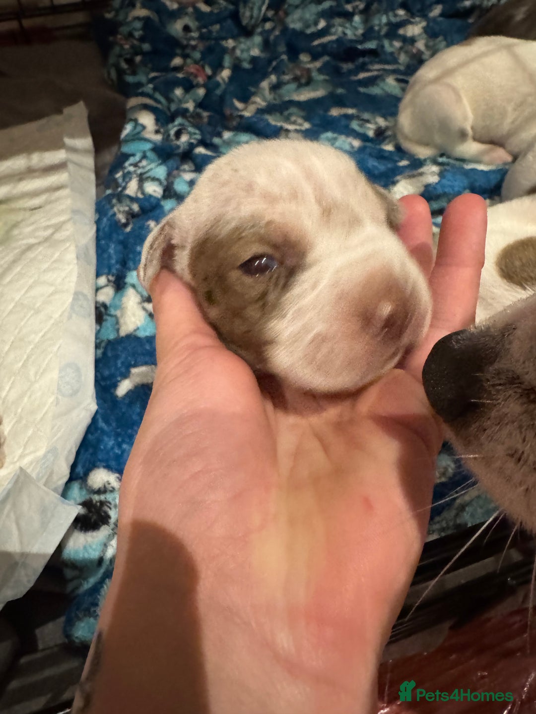 Mixed Breed dogs for sale: Staffy x shar pei female pups 3 - Image 11