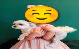 Maltese dogs for sale: Korean line Maltese puppies - Image 3