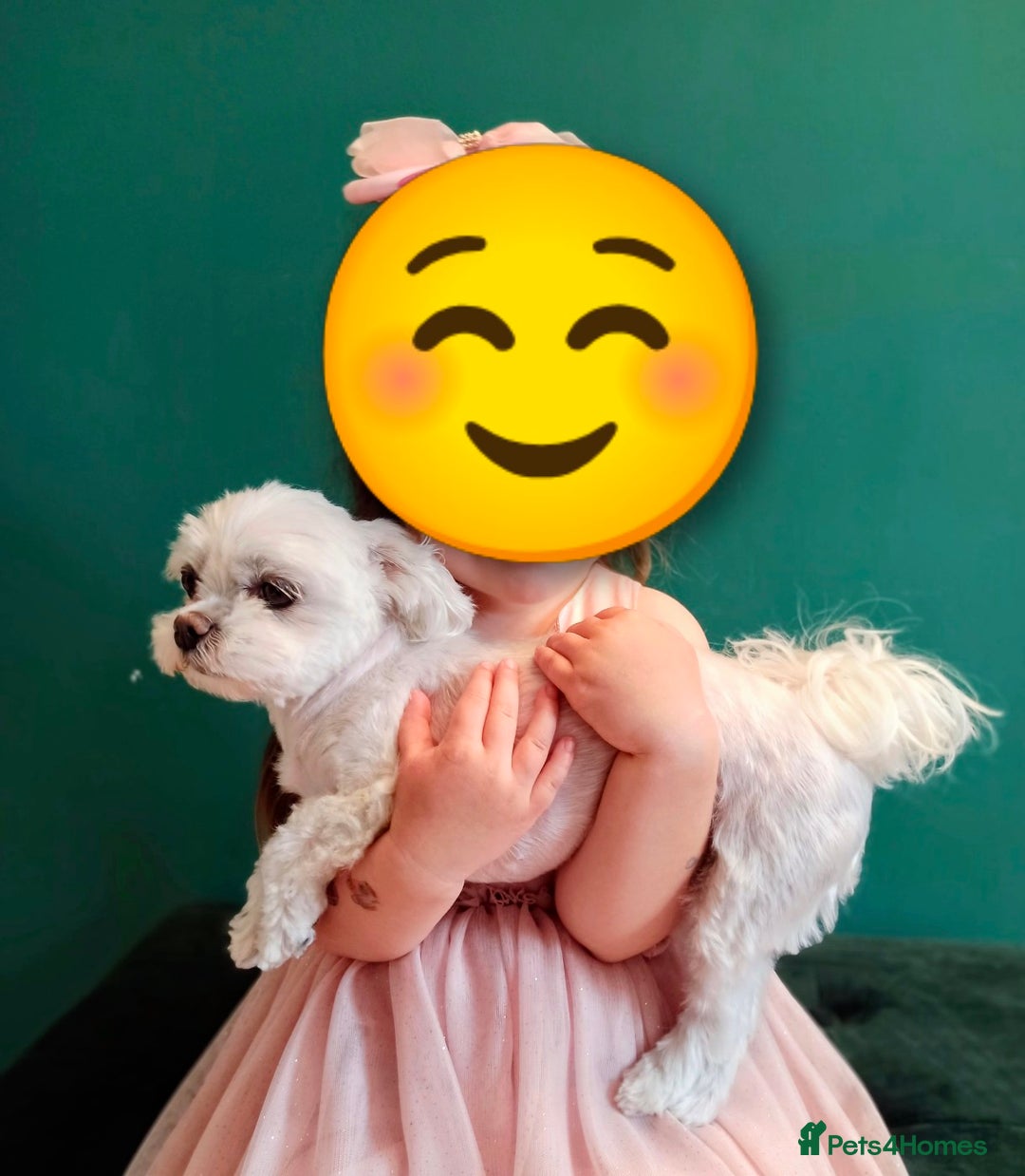 Maltese dogs for sale: Korean line Maltese puppies - Image 3